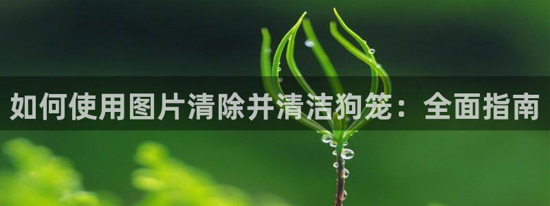 尊龙凯时集团：如何使用图片清除并清洁狗笼：全面指南