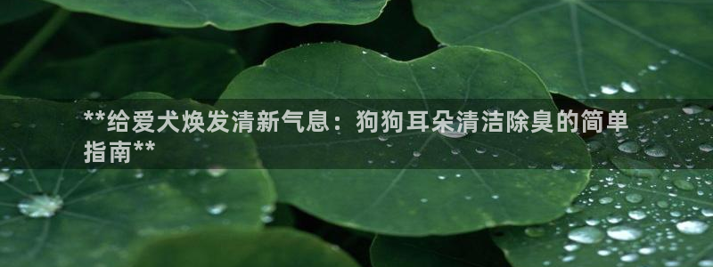 尊龙凯时平台还是万搏好：**给爱犬焕发清新气息：狗狗耳朵