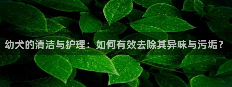 尊龙网页